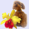 петербургская орхидея.щенок